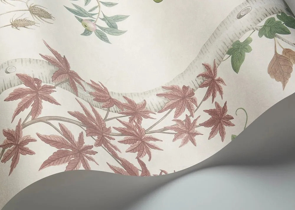 Cole & Son Seasonal Woods Sample Tapetenmuster Birkenwald