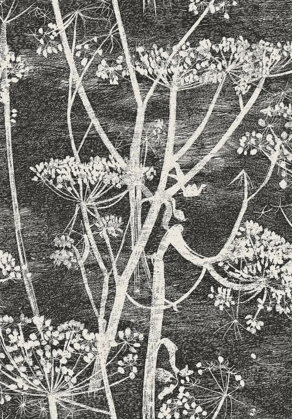 Cole & Son Cow Parsley Tapetenmuster floral
