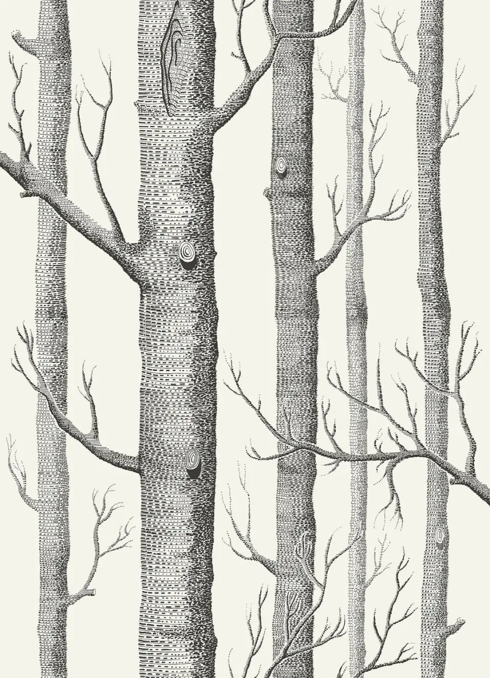 Cole & Son Woods Tapetenmuster Birken-Motiv