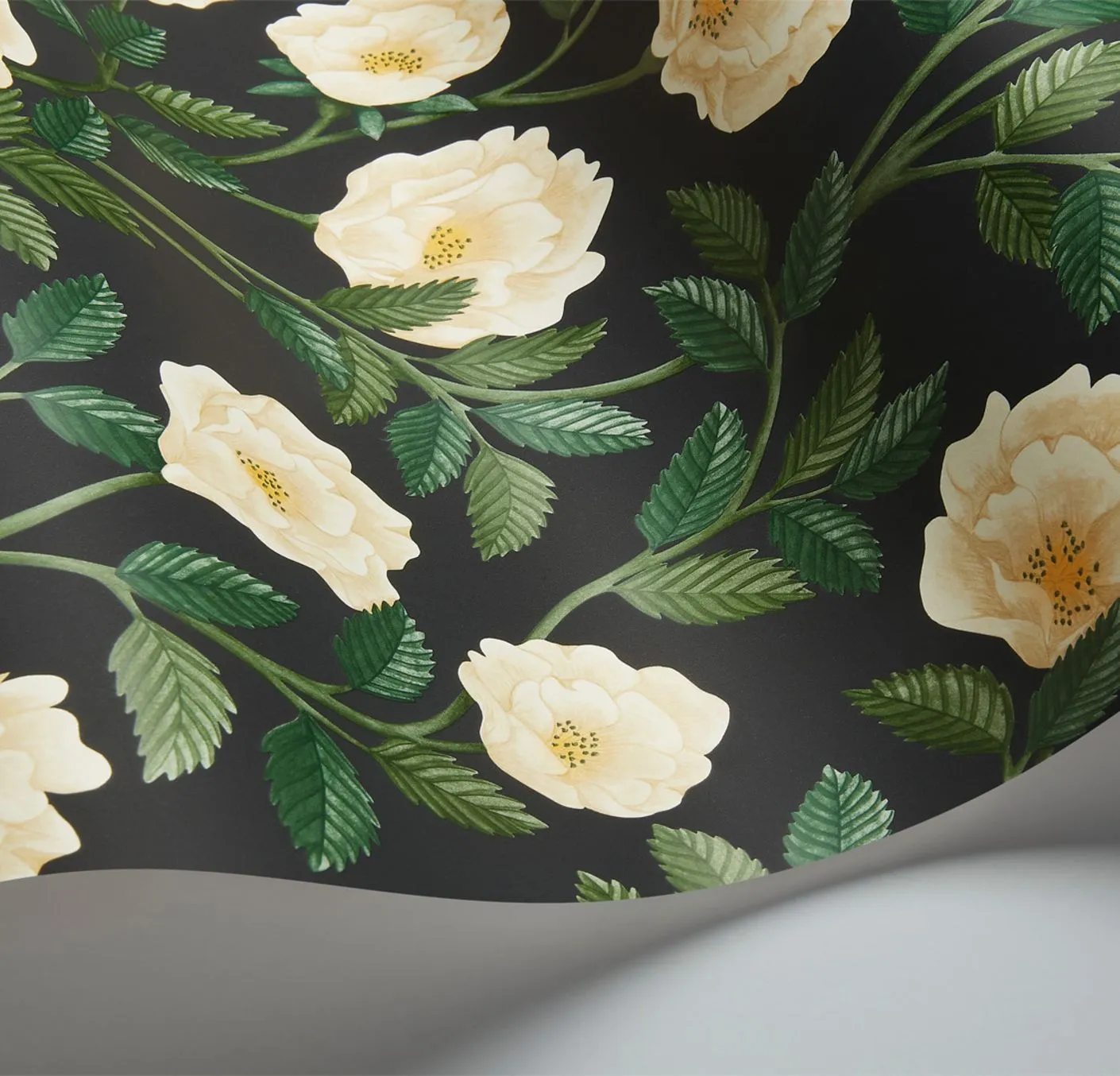 Cole & Son Hampton Roses Tapetenmuster Rose Probe