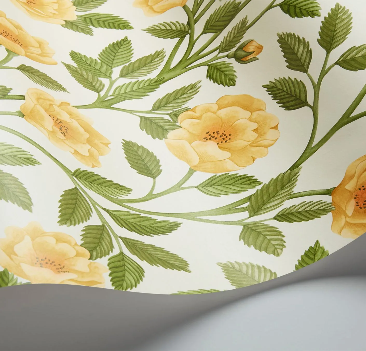 Cole & Son Hampton Roses Tapetenmuster Rose Probe