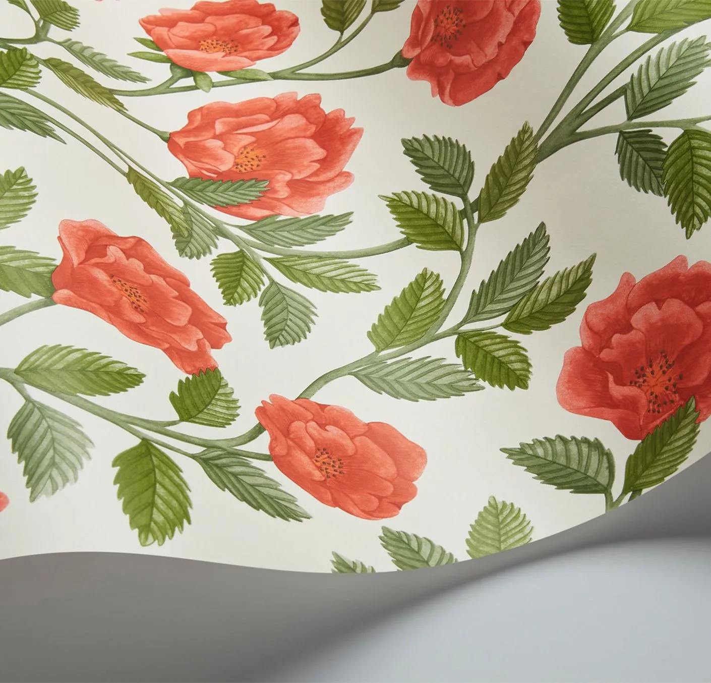 Cole & Son Hampton Roses Tapetenmuster Rose Probe